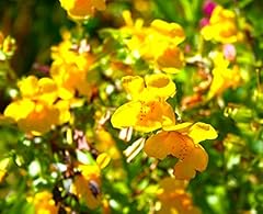 Mimulus hardy reliable for sale  Delivered anywhere in UK