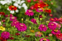 Zinnia thumbelina mix for sale  Delivered anywhere in USA 