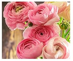 Ranunculus asiaticus pink for sale  Delivered anywhere in UK