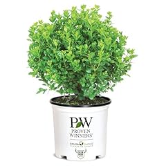 Proven winners gallon for sale  Delivered anywhere in USA 