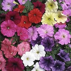 Petunia grandiflora frenzy for sale  Delivered anywhere in UK