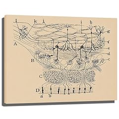 Neuron drawing santiago for sale  Delivered anywhere in USA 