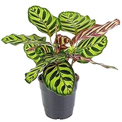 Calathea makoyana korbmarante gebraucht kaufen  Wird an jeden Ort in Deutschland
