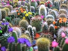 Cactus mix finest for sale  Delivered anywhere in USA 