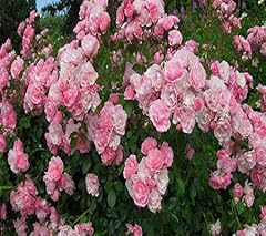 90pcs climbing rose for sale  Delivered anywhere in UK