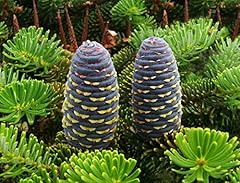 Koreatanne abies koreana gebraucht kaufen  Wird an jeden Ort in Deutschland