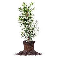 Perfect plants confederate for sale  Delivered anywhere in USA 