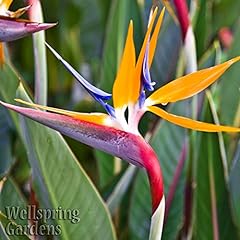 Bird paradise strelitzia for sale  Delivered anywhere in USA 