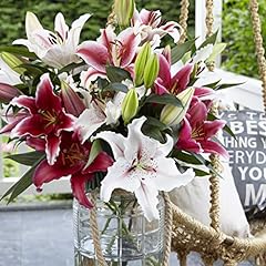 Van zyverden lilies for sale  Delivered anywhere in USA 