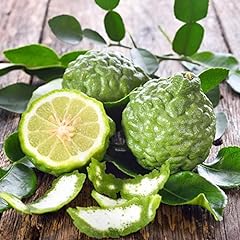Kaffir lime seeds for sale  Delivered anywhere in USA 