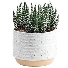 Costa farms live for sale  Delivered anywhere in USA 