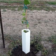 Grape vine planting for sale  Delivered anywhere in USA 
