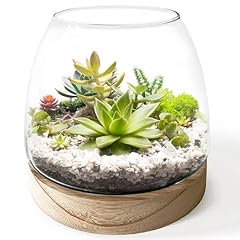 Inch plant glass for sale  Delivered anywhere in USA 