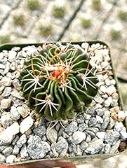 Beleaf grow stenocactus for sale  Delivered anywhere in USA 