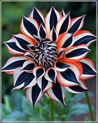 Dahlia pompon gartenzwiebeln gebraucht kaufen  Wird an jeden Ort in Deutschland
