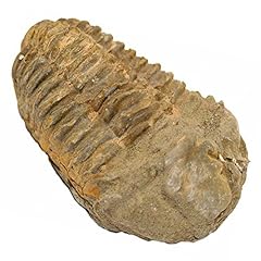 Naturosphère minéraux fossil d'occasion  Livré partout en France