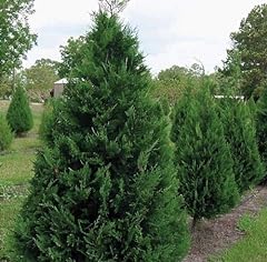 Murray cypress tree for sale  Delivered anywhere in USA 