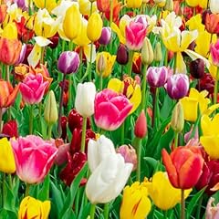 Mixed tulip bulbs for sale  Delivered anywhere in USA 