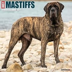 Mastiffs 2025 wall for sale  Delivered anywhere in UK