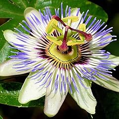 Gardenersdream passiflora caer for sale  Delivered anywhere in UK