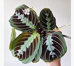 Maranta black plant for sale  Delivered anywhere in USA 