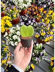 Pianta Grassa Hoya kerrii Vaso 6cm usato  Spedito ovunque in Italia 