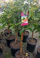 Pink guava tree for sale  Delivered anywhere in USA 