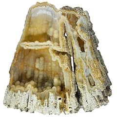 Agatized coral fossil for sale  Delivered anywhere in USA 
