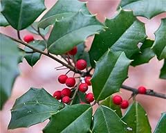 Rare plant tree for sale  Delivered anywhere in USA 