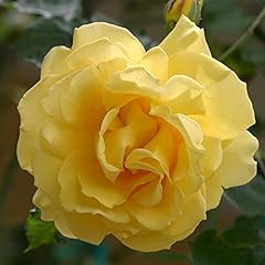 Heirloom roses climbing for sale  Delivered anywhere in USA 