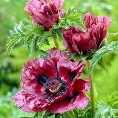 Carbeth plants poppy for sale  Delivered anywhere in UK