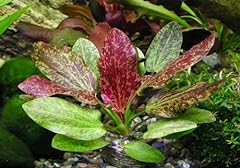 Echinodorus red flame for sale  Delivered anywhere in USA 