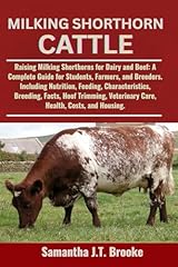 Milking shorthorn cattle for sale  Delivered anywhere in UK