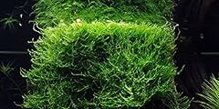Java moss vesicularia usato  Spedito ovunque in Italia 