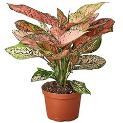 Chinese evergreen lady for sale  Delivered anywhere in USA 