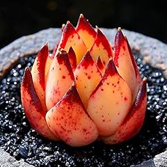 Pianta grassa live for sale  Delivered anywhere in UK