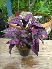 Persian shield deep for sale  Delivered anywhere in USA 