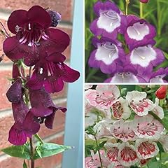 Garden penstemon mix for sale  Delivered anywhere in UK