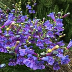 Penstemon heavenly blue for sale  Delivered anywhere in UK