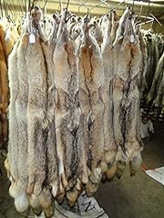 Real tanned coyote for sale  Delivered anywhere in USA 