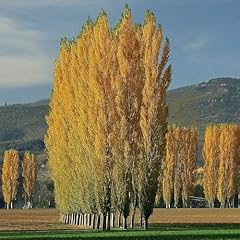 Lombardy poplar trees for sale  Delivered anywhere in USA 