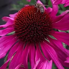 Echinacea sunseekers rosy for sale  Delivered anywhere in UK