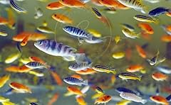 Swimming creatures assorted for sale  Delivered anywhere in USA 