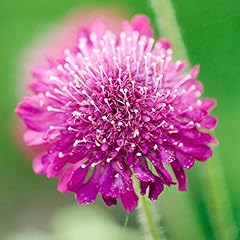 Knautia macedonica scabious for sale  Delivered anywhere in Ireland