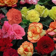 Begonia plants outdoor for sale  Delivered anywhere in UK