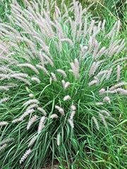Perennial farm marketplace for sale  Delivered anywhere in USA 
