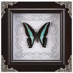 Real butterfly framed for sale  Delivered anywhere in USA 