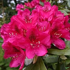 Rhododendron hybride alpenrose gebraucht kaufen  Wird an jeden Ort in Deutschland