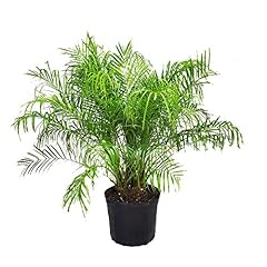 Roebelenii palm tree for sale  Delivered anywhere in USA 
