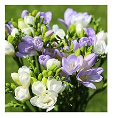 Oliwier bulbs 20x for sale  Delivered anywhere in UK